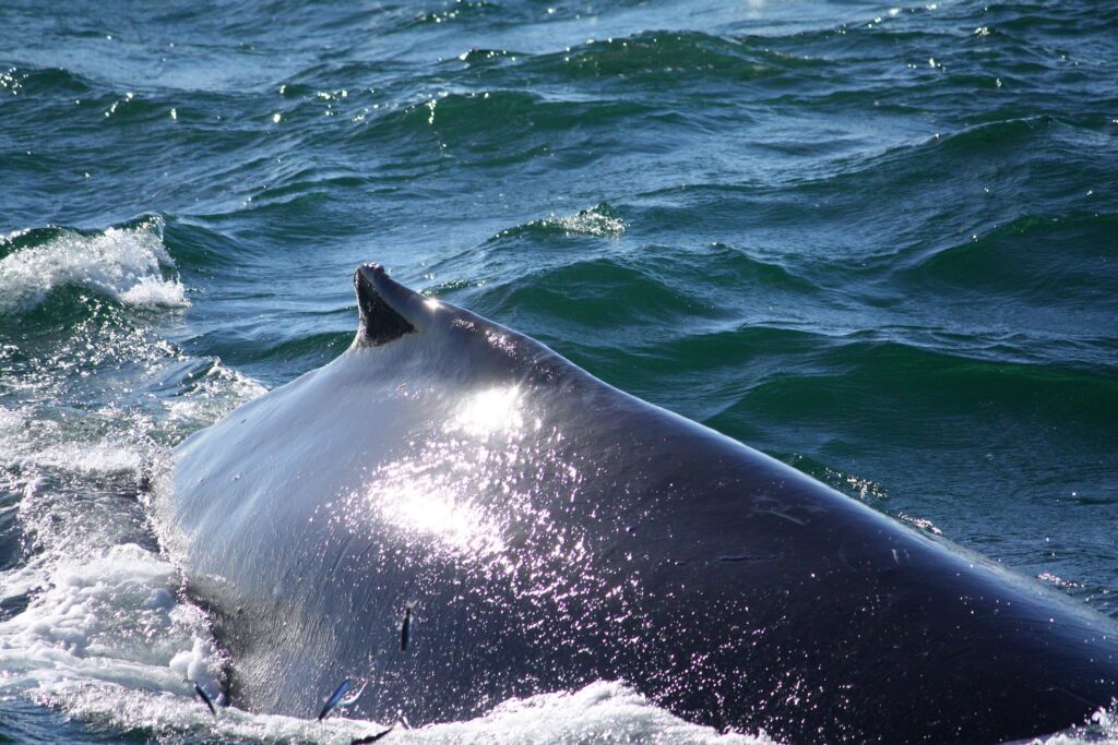 Whale mendocino