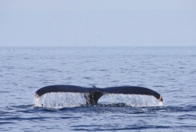 whale_Tail
